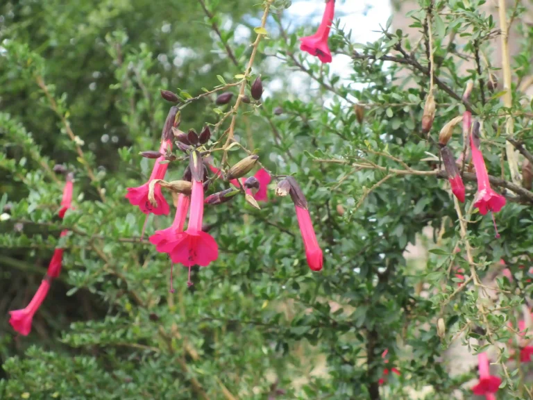 Free tour Cusco – afternoon | “Botanical Garden”