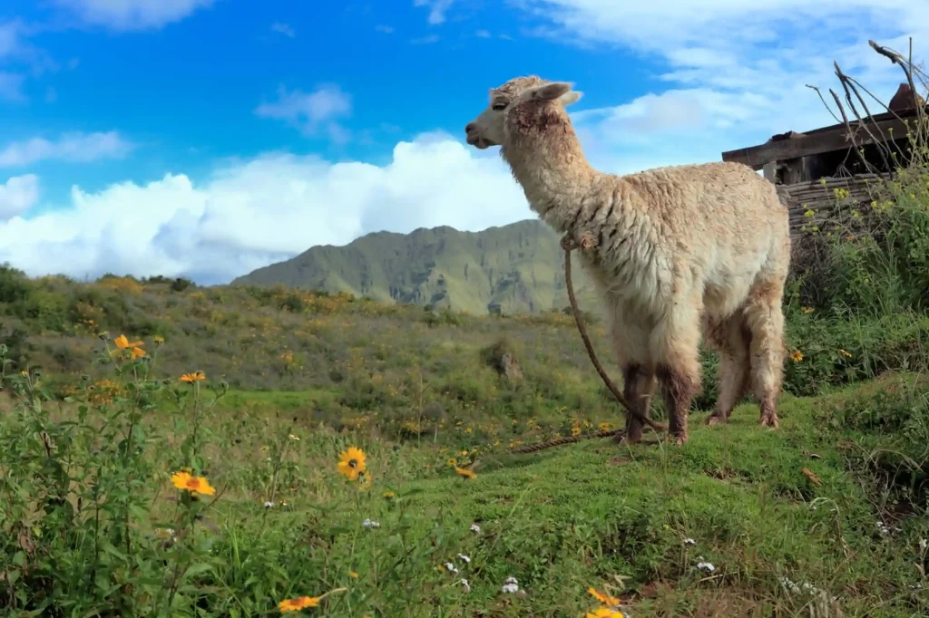 Llama vs Alpaca vs Vicuña vs Guanaco: How to Tell the Difference