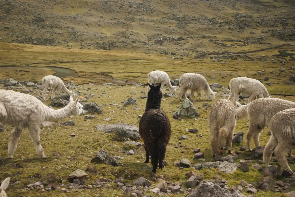 Llama Picnic + Chinchero, Moray & Maras Salt Mines